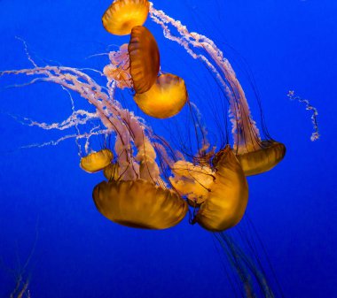 mavi bir akvaryum yüzme turuncu denizanası