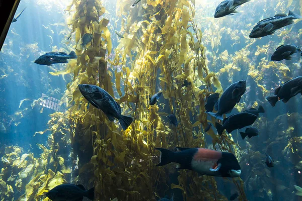 mavi bir akvaryum yüzme turuncu denizanası