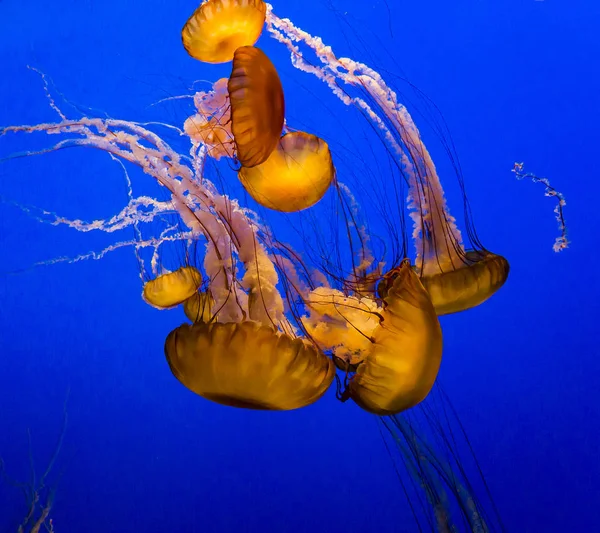 mavi bir akvaryum yüzme turuncu denizanası