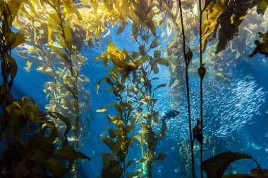 Monterey, California'daki akvaryum