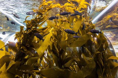 Monterey, California'daki akvaryum