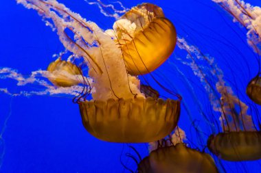 mavi bir akvaryum yüzme turuncu denizanası