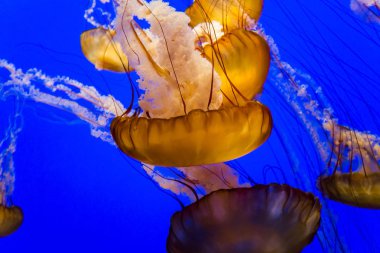 mavi bir akvaryum yüzme turuncu denizanası