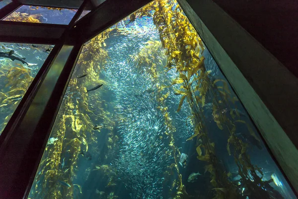 Akvarium i Monterey, California – stockfoto