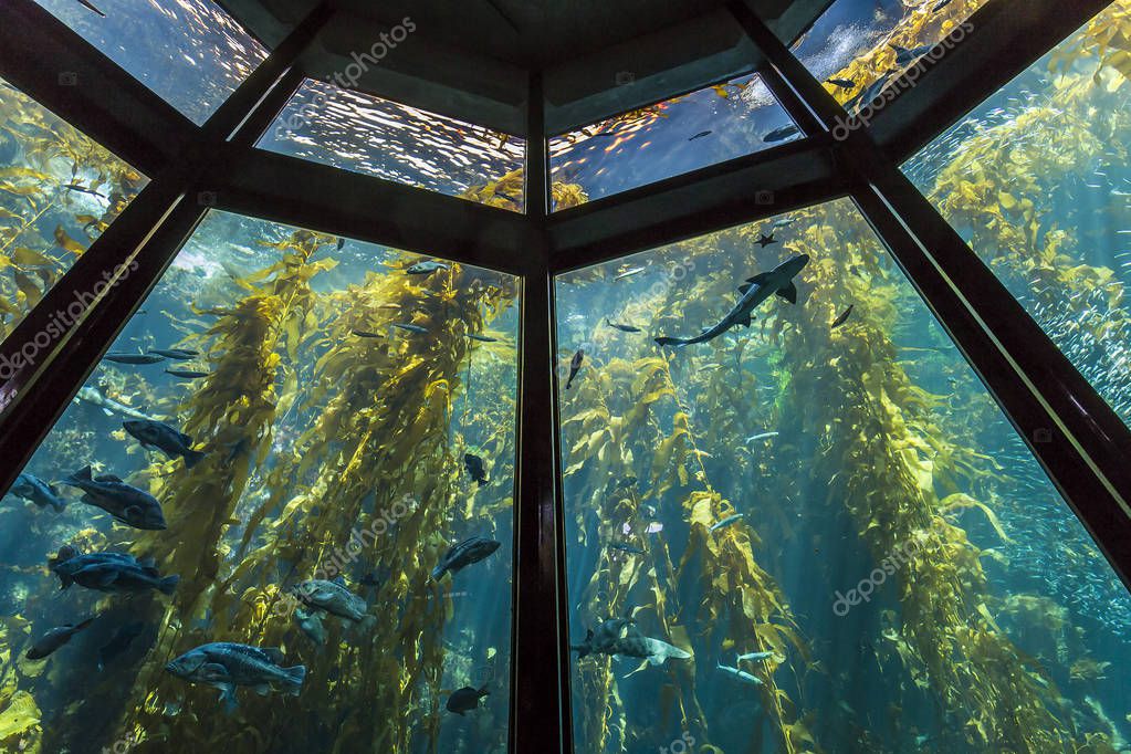 Aquarium in Monterey, California — Stock Photo © isogood 136890330