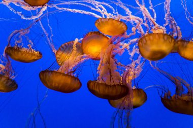 mavi bir akvaryum yüzme turuncu denizanası