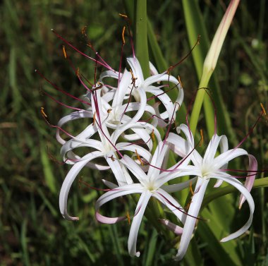Nenuphars Victoria Amazonia Pamplemousses Gardens