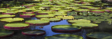 Lotus pavot çiçek bahçeleri Pamplemousses, Mauritius Adası, Hint Okyanusu