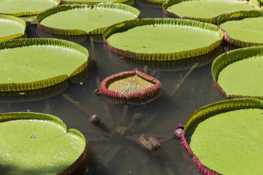 Lotus pavot çiçek bahçeleri Pamplemousses, Mauritius Adası, Hint Okyanusu