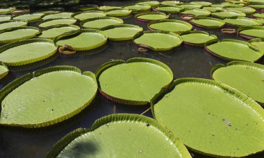 Lotus pavot çiçek bahçeleri Pamplemousses, Mauritius Adası, Hint Okyanusu