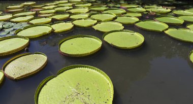 Lotus pavot çiçek bahçeleri Pamplemousses, Mauritius Adası, Hint Okyanusu