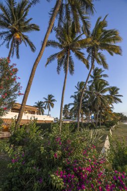 Hindistan cevizi ağaçları mauritius Adası