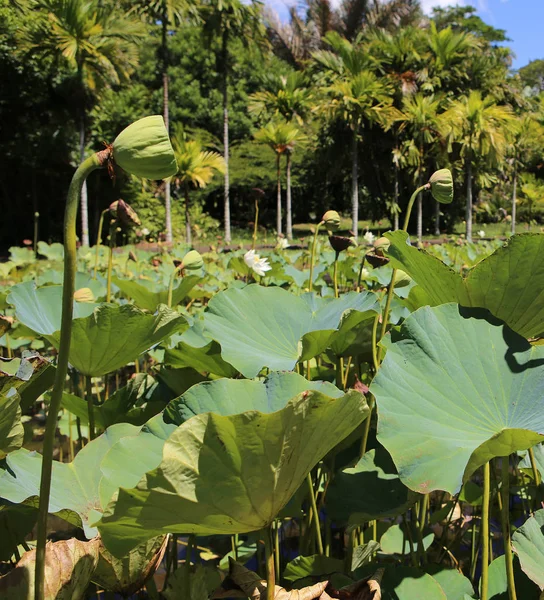 Pavot lotusblommor i Pamplemousses trädgårdar, Mauritius island, Indiska oceanen — Stockfoto