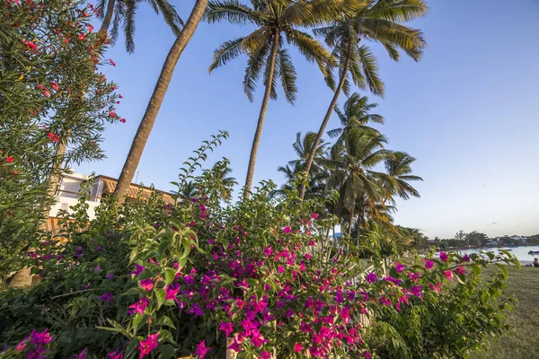 Kokospalmen in mauritius eiland — Stockfoto