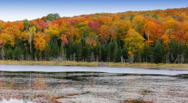 ağaçlar ve pastırma yazı, Quebec, Kanada yapraklarda