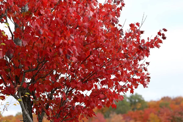 Kleurrijke Bomen Bladeren Laurentides Mont Tremblant Quebec Canada Tijdens Nazomer — Stockfoto
