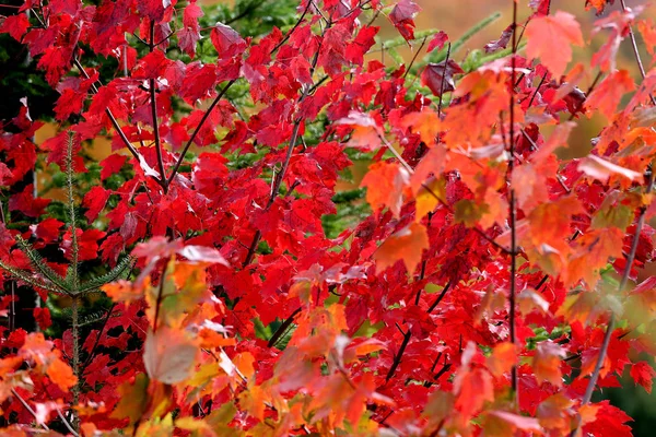 Laurentides 蒙特朗布朗 魁北克 加拿大 在印度夏季的五颜六色的树木和树叶 — 图库照片