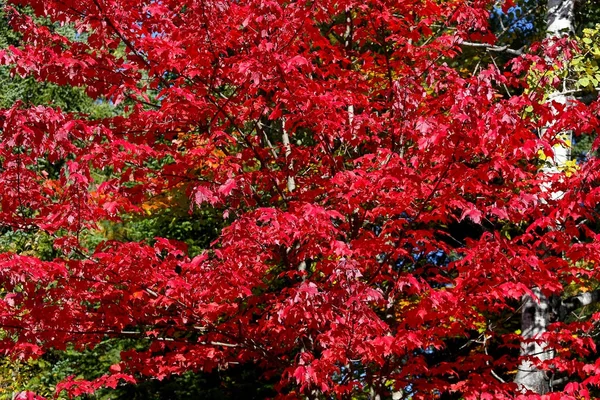 Arbres et feuilles sur l'été indien, Québec, Canada — Photo