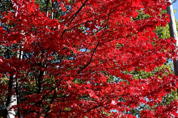 Bomen en bladeren op nazomer, Quebec, Canada — Stockfoto