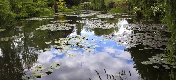 Damm Träd Och Näckrosor Fransk Botaniska Trädgård — Stockfoto