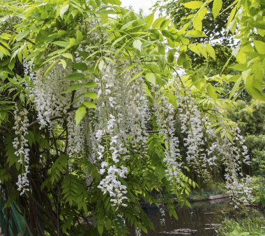 GIVERNY, FRANCE, 21 Mayıs 2015: Empresyonist bahçeler ve Claude Monet göletleri Giverny, Normandiya, Fransa