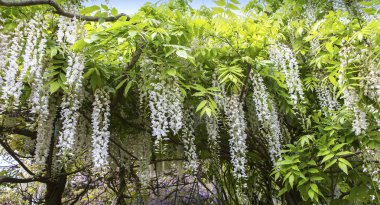 GIVERNY, FRANCE, 21 Mayıs 2015: Empresyonist bahçeler ve Claude Monet göletleri Giverny, Normandiya, Fransa