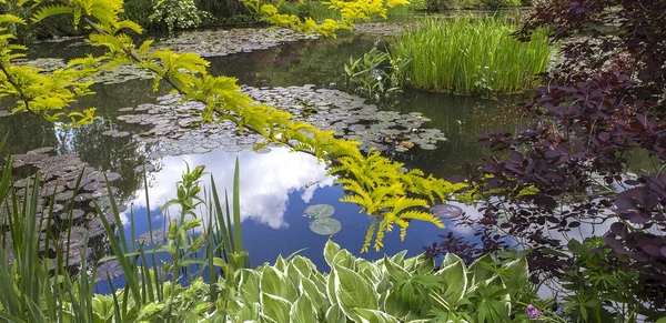 Pond Trees Waterlilies French Botanical Garden — Stock Photo, Image