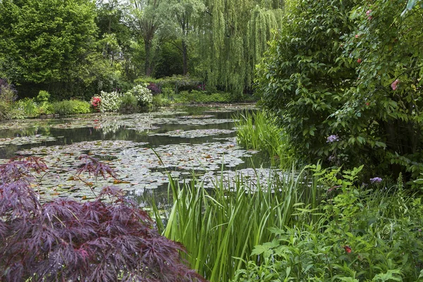 池や木やフランスの植物園の睡蓮 — ストック写真