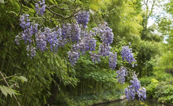 Giverny Francia Mayo 2015 Jardines Estanques Impresionistas Claude Monet Giverny —  Fotos de Stock