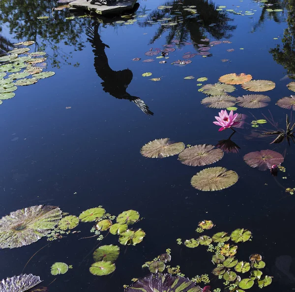 Naples, Florida, ABD bir Botanik Bahçesi içinde kıçımın — Stok fotoğraf