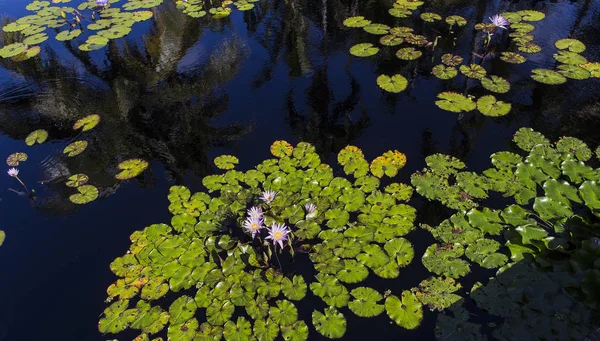 Naples, Florida, ABD bir Botanik Bahçesi içinde kıçımın — Stok fotoğraf