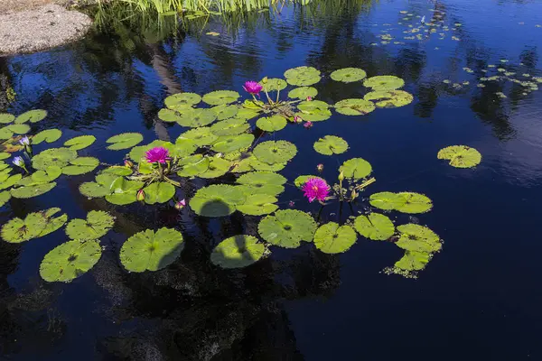 Grzybień w ogrodzie botanicznym, w Naples, Florida, Stany Zjednoczone Ameryki — Zdjęcie stockowe
