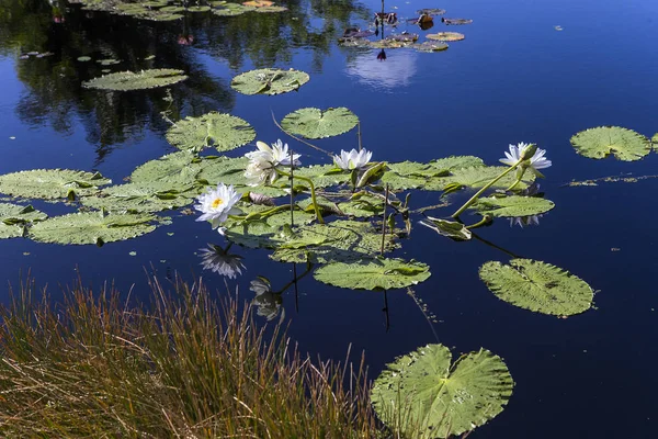 Grzybień w ogrodzie botanicznym, w Naples, Florida, Stany Zjednoczone Ameryki — Zdjęcie stockowe