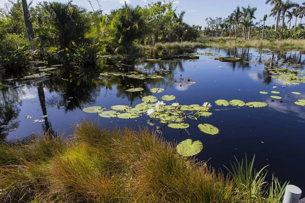 Waterlelies in een botanische tuin, in Napels, Florida, Verenigde Staten — Stockfoto