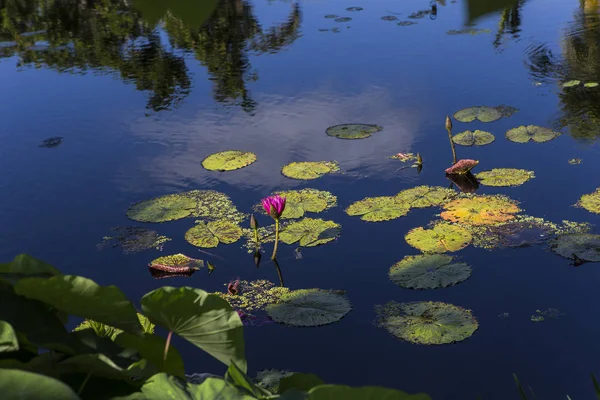 Naples, Florida, ABD bir Botanik Bahçesi içinde kıçımın — Stok fotoğraf