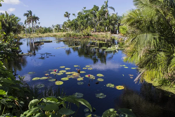 Näckrosor i en botanisk trädgård, i Naples, Florida, usa — Stockfoto