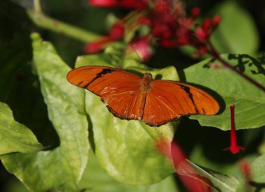 Naples, Florida bir bahçe kelebek