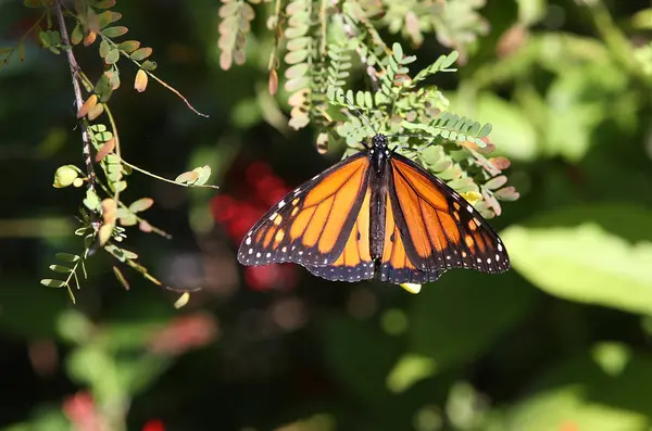 Papillon dans un jardin, Naples, Floride — Photo