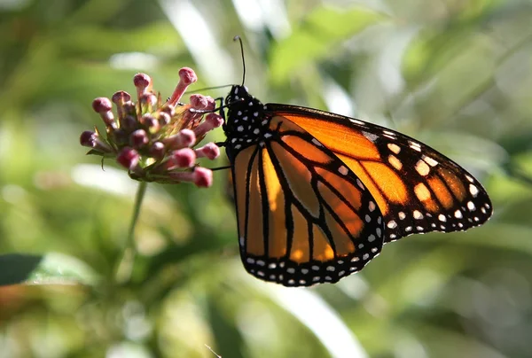 Papillon dans un jardin, Naples, Floride — Photo