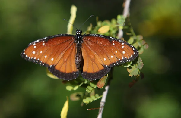Papillon dans un jardin, Naples, Floride — Photo