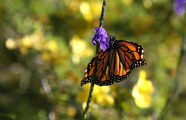 Mariposa en un jardín, en Nápoles, Florida — Foto de Stock