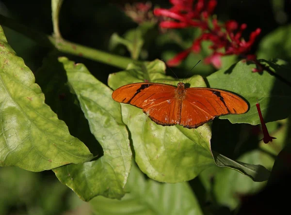 Papillon dans un jardin, Naples, Floride — Photo