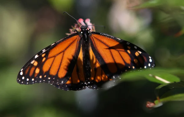 Papillon dans un jardin, Naples, Floride — Photo