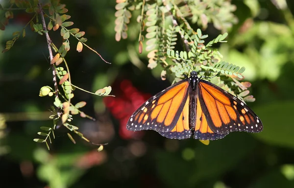 Papillon dans un jardin, Naples, Floride — Photo