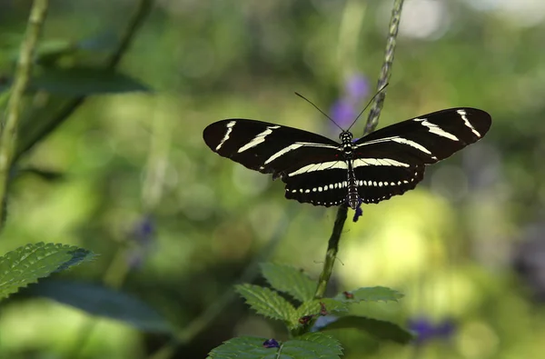 Papillon dans un jardin, Naples, Floride — Photo