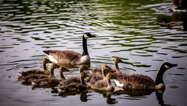 Santeny, Fransa 'da bir gölette ördek ve ördek yavruları