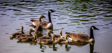 Santeny, Fransa 'da bir gölette ördek ve ördek yavruları