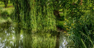 Santeny, Fransa 'da bir gölde ağlayan söğüt ağacı