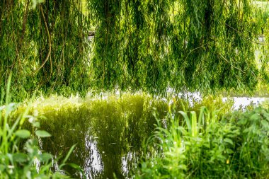 Santeny, Fransa 'da bir gölde ağlayan söğüt ağacı