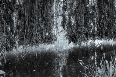 Santeny, Fransa 'da bir gölde ağlayan söğüt ağacı